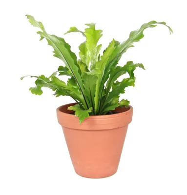 Obrázok produktu pre Gardners Asplenium nidus Campio, priemer 12 cm