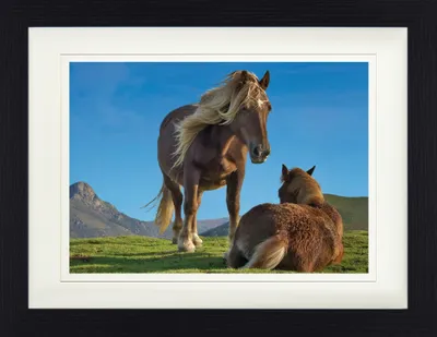Produktbild von Pferde Gerahmtes Bild Mit Edlem Passepartout | Wand-Bilder | Im Bilderrahmen - Pottok Ponies In Den Baskischen Bergen (30 x 40 cm)