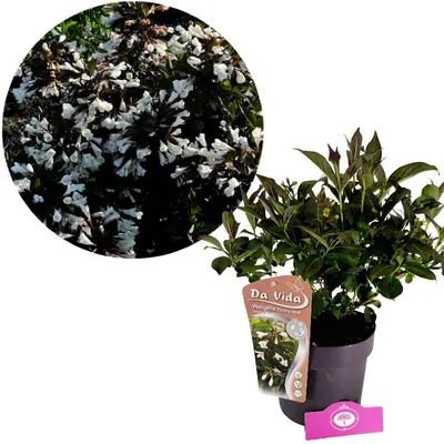 Obrázok produktu pre Weigela 'Ebony and Ivory', Weigelia, 3 l kvetináč
