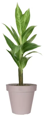 Produktbild von Pro Garden Blumentopf - taupe - rund - D50 cm - Kunststoff - Pflanztopf - Garten im Freien
