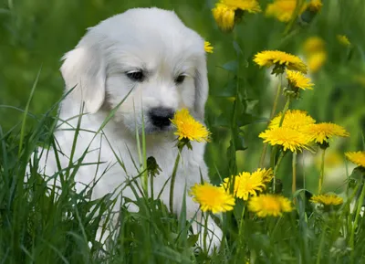 Produktbild von 3 D Ansichtskarte Golden Retriever Welpe, Postkarte Wackelkarte Hologrammkarte Bild Haustier Hund