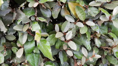 Image de Elaeagnus x ebbingei / Chalef vert