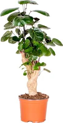Zdjęcie produktu dla Bloomique - Polyscias Fabian - Aralia - Roślina doniczkowa - Oczyszczająca powietrze - Przyjazna dla zwierząt - Łatwa w utrzymaniu - Wysokość 30-40 cm - Doniczka 12 cm