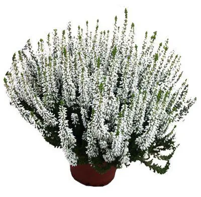 Produktbild von Enseleits Calluna Beauty Lady´s weiß,Winterheide, Besenheide, Calluna vulgaris