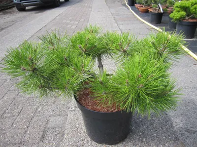 Produktbild von Pinus densiflora Jane Kluis - Japanische Rotkiefer Jane Kluis - Pompon Formschnitt