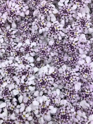 Produktbild von 6 x Iberis Sempervirens 'Pink ice'® - Schleifenblume - Topf 9 x 9 cm