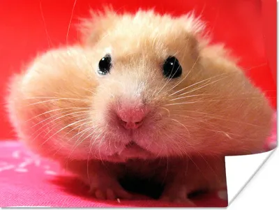 Produktbild von MuchoWow® Poster Nahaufnahme Hamster 120x90 cm - Wandbild