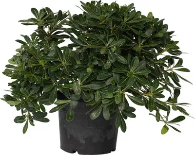Image de Pittospore du Japon - Pittosporum tobira nanum - Hauteur 30-40cm - ⌀19cm