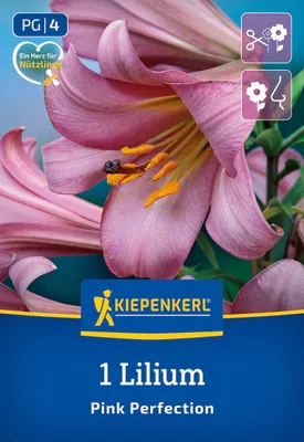 Produktbild von Kiepenkerl Trompetenlilie Pink Perfektion Lilium x Hybrida 1 Pflanze