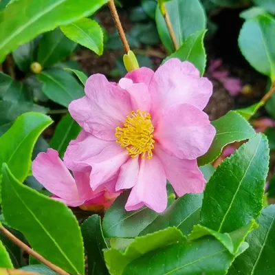 A close-up of a pink camellia flower with yellow stamens, surrounded by green leaves.