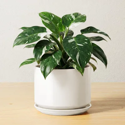 Image de Pot de fleurs en céramique de 17 cm avec soucoupe et trou de drainage, blanc