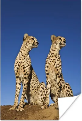 Produktbild von MuchoWow® Poster Wilde Geparden 60x90 cm - Wanddekoration