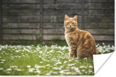 Produktbild von MuchoWow® Poster Orangefarbene American Shorthair zwischen den Blumen 180x120 cm - Fotoplakat