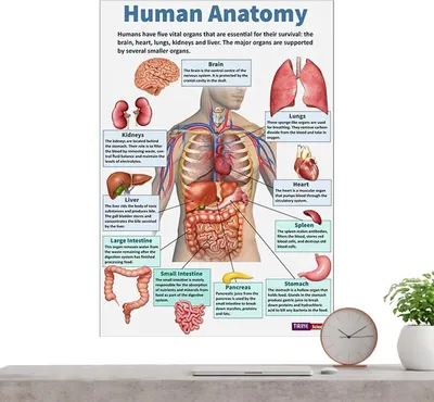 Productafbeelding van Anatomie Poster Set - Spierkaarten - Studie Hulp - 16 Delig - 29L x 21B cm - Meerdere Kleuren