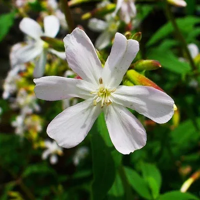 Produktbild von 6 x Seifenkraut - Saponaria ocymoides 'Snow Tip' | Topf 9cm x 9cm