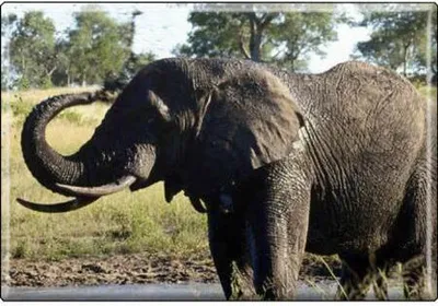 Produktbild von TIERMAGNET - Elefant - Gr. ca. 8 x 5,5 cm - 37026 - Küchenmagnet