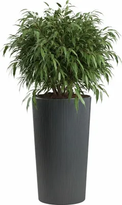 Produktbild von HowHomely | Pflanzkübel - Blumentopf - grau - 75x41 cm - Blumenkübel - Übertopf - Rillenstruktur