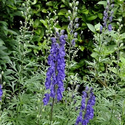 Obrázok produktu pre 6 x Eisenhut  - Aconitum henryi 'Spark's Variety'  | Kvetináč 9 cm x 9 cm