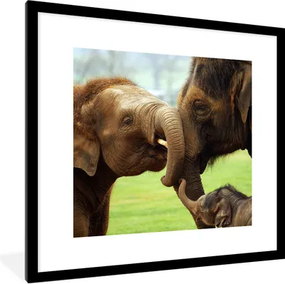 Produktbild von MuchoWow® Gerahmtes Poster Elefanten - Tiere - Rüssel 40x40 cm - Poster mit Schwarzem Bilderrahmen Wandposter Rahmen Foto Bilder - Poster - Plakat im Rahmen