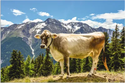 Produktbild von ARTland Wandbild Alu für Innen & Outdoor Bergkuh in den Alpen im Sommer Größe: 90x60 cm