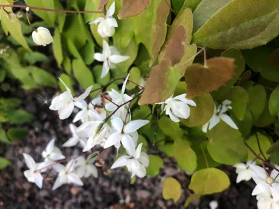 Produktbild von 6 x Epimedium Youngianum 'Niveum' – Elfenblume - Topf 9x9 cm