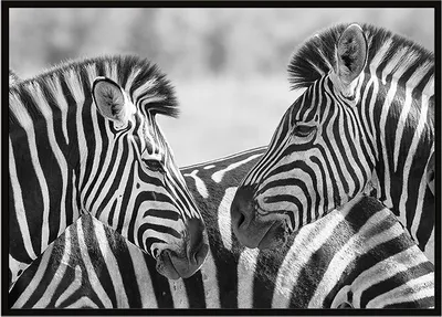 Produktbild von Bildplakat im Rahmen 43x33 cm Zebras P928