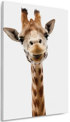 Produktbild von Wallario Premium Leinwandbild Giraffenkopf in Größe 60 x 90 cm