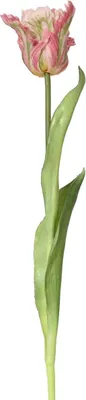 Produktbild von EVERLANDS Papagei-Tulpe Rosa & Grün Ø 6 cm 51 cm - Kunstblumen