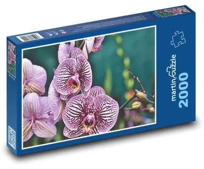 Obrázek produktu pro Puzzle 2000 Růževé květy orchideje - martinpuzzle