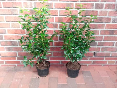 Produktbild von 10 x Prunus lusitanica Angustifolia, Höhe 60-80 cm, Lorbeer-Kirschen Heckenpflanzen, immergrün und winterhart