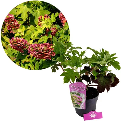 Obrázek produktu pro Hydrangea quercifolia "Ruby Slippers", hortenzie dubová, květináč 3 l