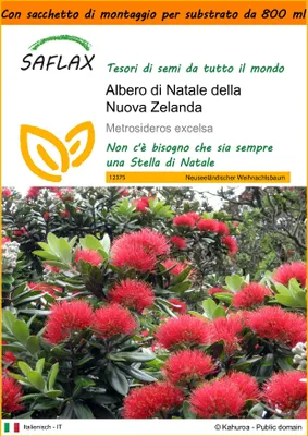 Immagine prodotto di SAFLAX Garden in the bag - Albero di Natale della Nuova Zelanda - 300 semi - Metrosideros