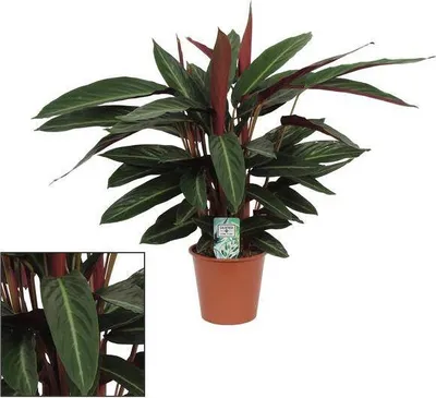 Immagine prodotto di Calathea Stripestar, pianta da appartamento Ø 17 cm, altezza 65 cm, purificatrice d'aria