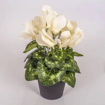 Produktbild von artplants.de Kunstblume Alpenveilchen im Topf, 12 Blüten, Creme, 25cm - Mini Kunstblumen - Dekoblumen klein