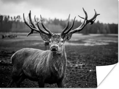 Produktbild von MuchoWow® Poster Tiere - Hirsch - Geweih - Schwarz und weiß - Natur 160x120 cm - Foto Plakat