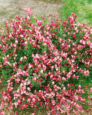 Produktbild von Cytisus scoparius 'Eva', Besenginster, gelb, 60–80 cm