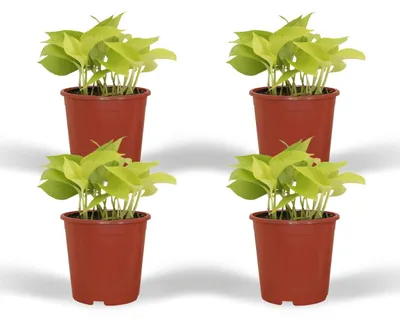 Produktbild von Epipremnum Golden Pothos - Scindapsus - 15cm - Ø12cm - Zimmerpflanze - Immergrün