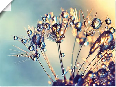 Produktbild von ARTland Poster Pusteblume Glitzertau Größe: 80x60 cm