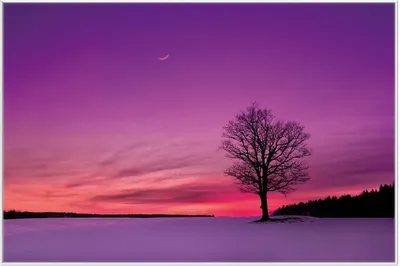 Produktbild von Wallario Wandbild Mond und Baum am Abend bei Schnee, Größe: 61 x 91,50 cm, Poster mit weißem Aluminiumrahmen
