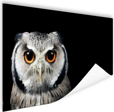 Produktbild von MuchoWow® Poster Nahaufnahme Eule 60x40 cm - Schlafzimmerdekoration