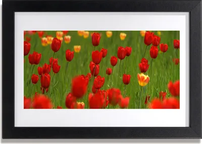 Produktbild von Bild 30x20 MDF-Rahmen Wandkunst Pflanze Tulpen