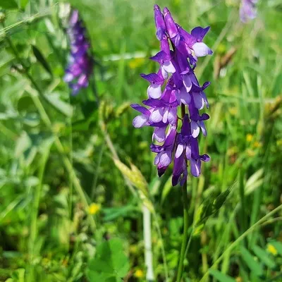 Productafbeelding van 6 x *Vicia cracca* | Pot van 9x9 cm