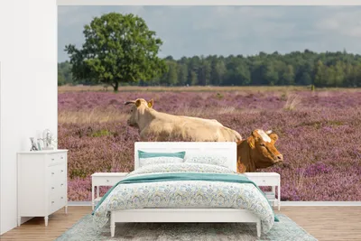 Produktbild von MuchoWow® Fototapete für Wohnzimmer oder Schlafzimmer Wandtapete Vinyl Motivtapete Zwei Kühe im Nationalpark Dwingelderveld in Drenthe - 345x220 cm - Wohnzimmertapete
