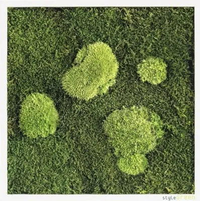 Produktbild von Moosbild Wald & Kugelmoos 35x35 cm