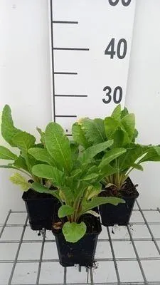 Obrázek produktu pro 6 x Primula bulleesiana ( moerheimii) - Prvosenka kulovitá - květináč 9 x 9 cm