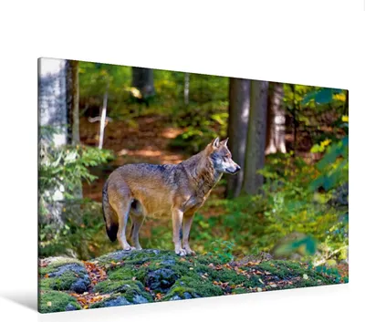 Produktbild von Calvendo Textil-Leinwand 120 cm x 80 cm quer Wolf im Tierfreigelände, Enders Borg; 7335500