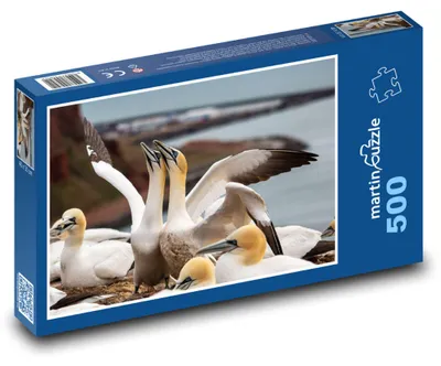 Obrázok produktu pre Puzzle 500 Morské vtáky na útese - martinpuzzle