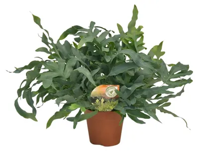 Immagine prodotto di Flebodio Stella Blu - 50-60cm - Ø17cm - Pianta d'appartamento - Sempreverde