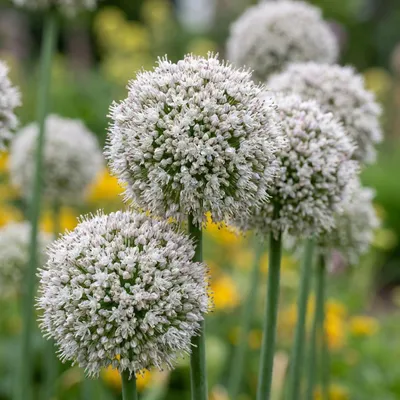 Image de 40x Allium Ping Pong - Sierui Ping Pong - Wit - Zomerbloeier - Bolmaat 6/7