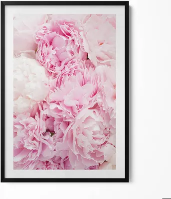 Produktbild von Zarte Pfingstrosenblüten– Wandbild mit Rahmen – Gerahmtes Bild  – Wanddekoration – 70x100 cm –  Schwarz Rahmen